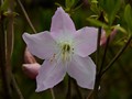 Rhododendron schlippenbachii IMG_2221 Azalia